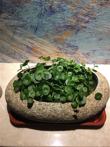 長春高新生長激素集采傳聞引發跌停，公司回應“市場預期但未獲信息”